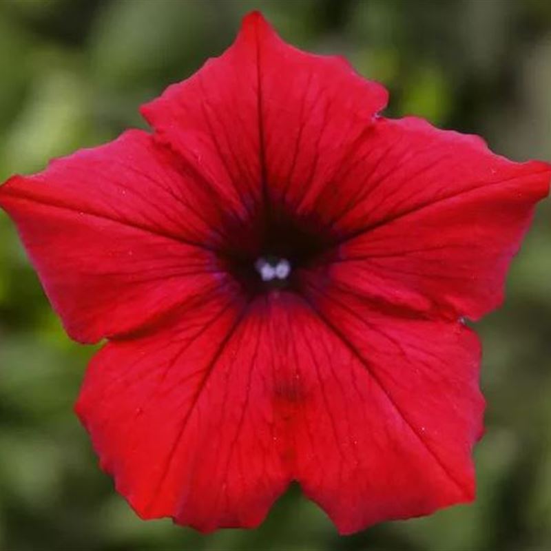 Surfinia deep red®